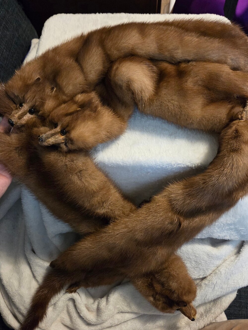 The Halle Bros Co 4 Pelt Mink